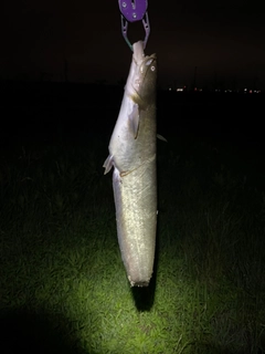 ナマズの釣果