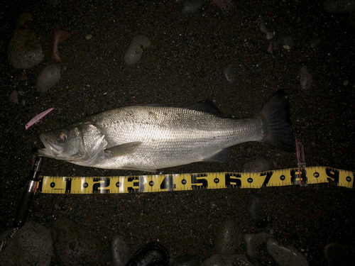 ヒラスズキの釣果