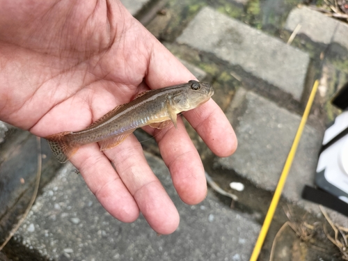 マハゼの釣果