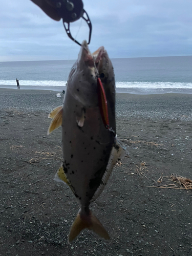 ショゴの釣果