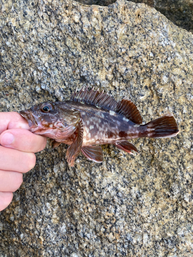 カサゴの釣果