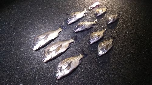 クロダイの釣果