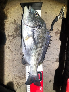 クロダイの釣果