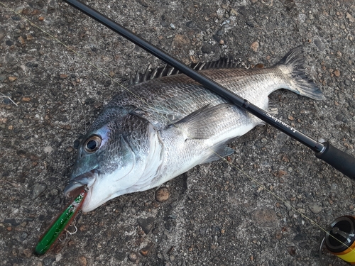 クロダイの釣果