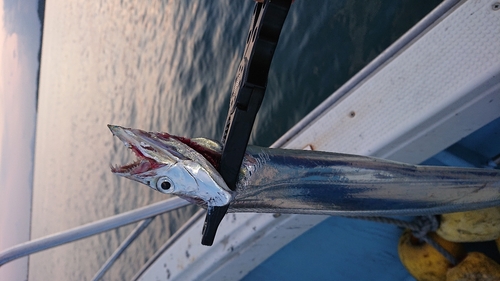 タチウオの釣果