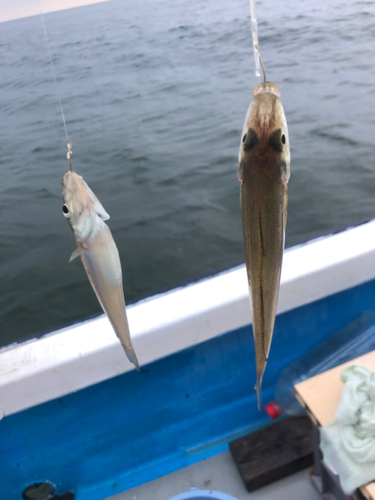 キスの釣果