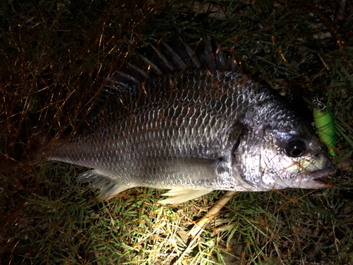 キビレの釣果