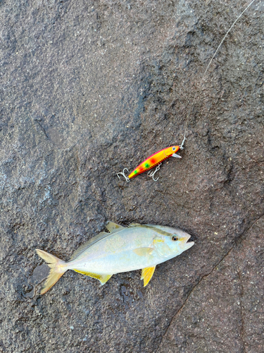 ショゴの釣果