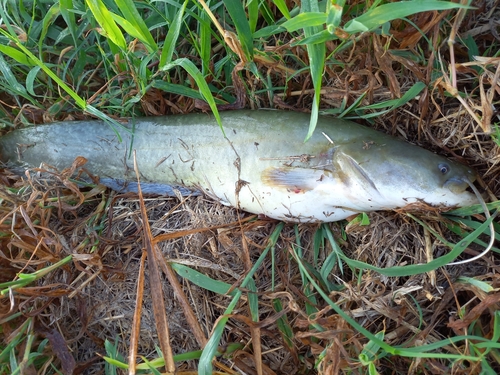 マナマズの釣果