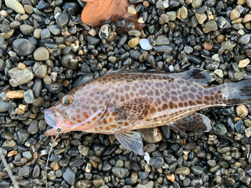 オオモンハタの釣果