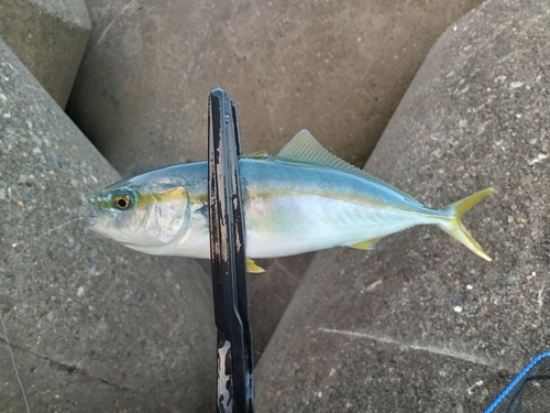 ツバスの釣果