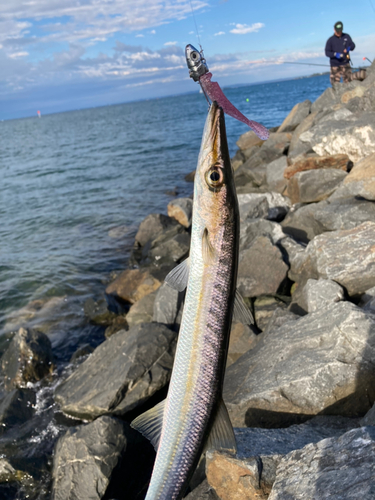 カマスの釣果