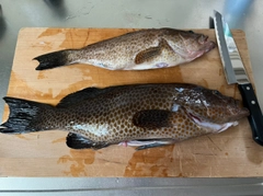 オオモンハタの釣果