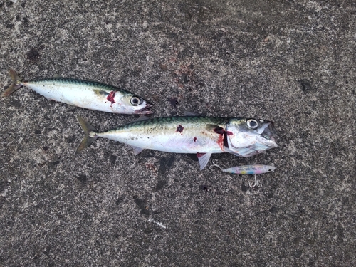 サバの釣果