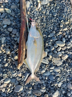 ショゴの釣果