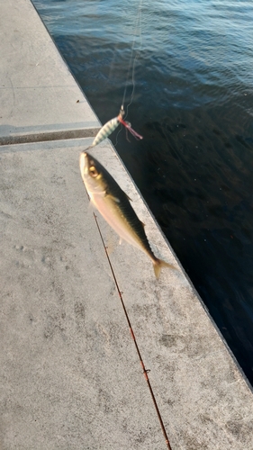 サバの釣果