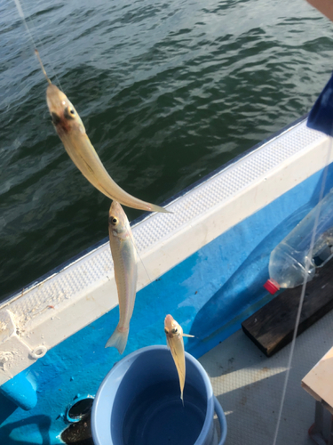 キスの釣果