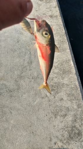 サバの釣果