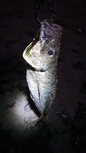 マアジの釣果