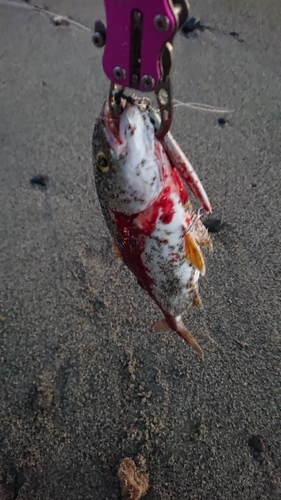 ショゴの釣果