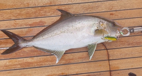 ヒレナガカンパチの釣果