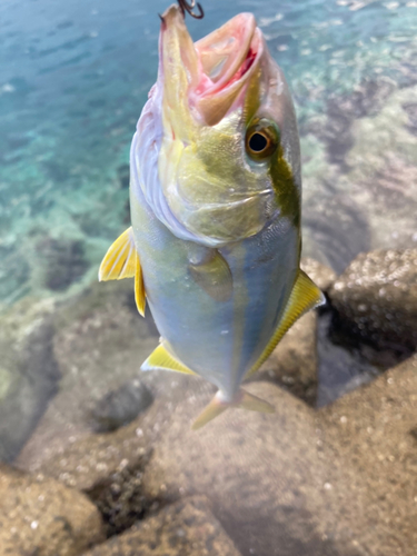 ネリゴの釣果