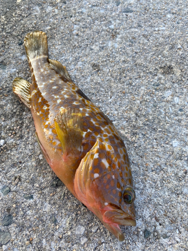 アコウの釣果