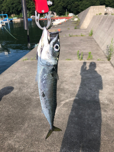 サバの釣果