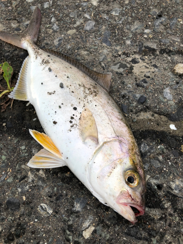 ショゴの釣果