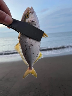 ショゴの釣果