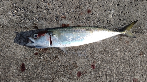 サバの釣果