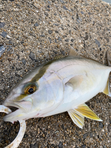 ネリゴの釣果