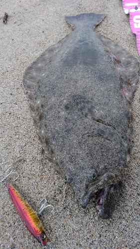 ヒラメの釣果