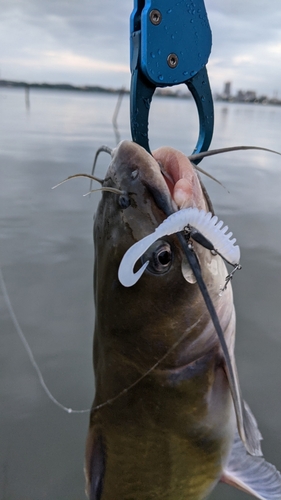 アメリカナマズの釣果