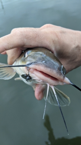 アメリカナマズの釣果