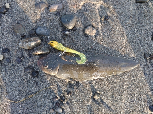 シタビラメの釣果