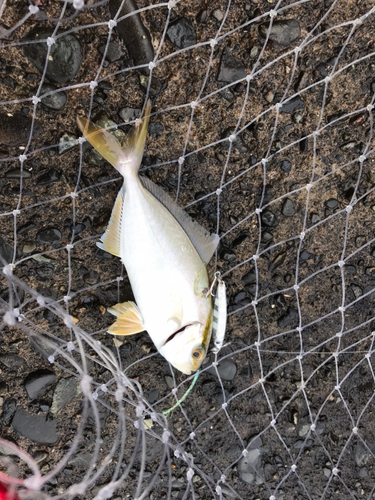 ショゴの釣果