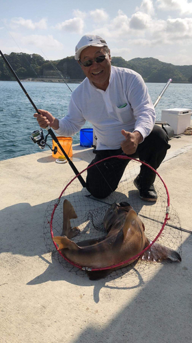 ネコザメの釣果