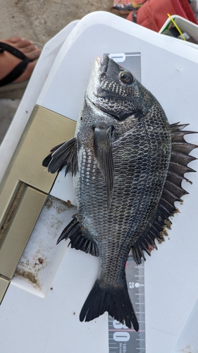 メイタの釣果