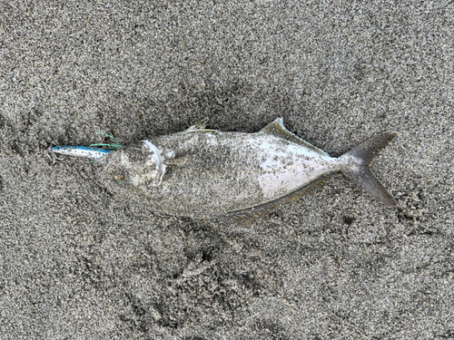 ショゴの釣果