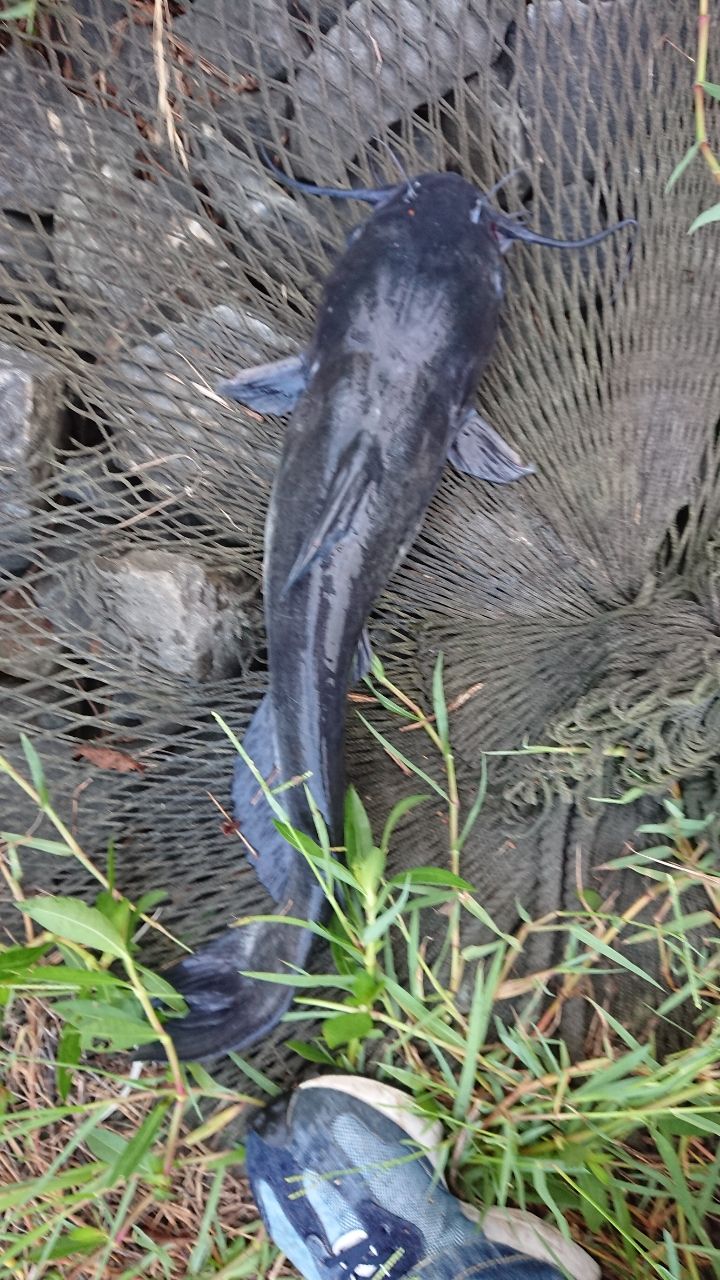 チャネルキャットフィッシュ