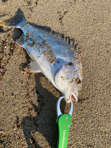 キチヌの釣果