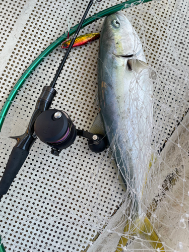 ハマチの釣果