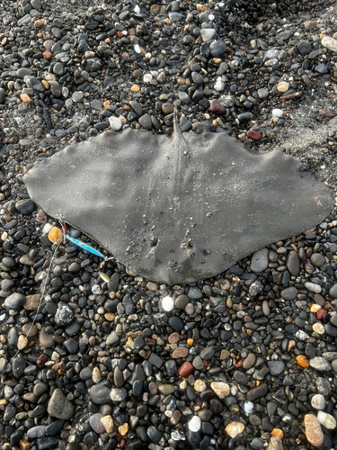 ツバクロエイの釣果