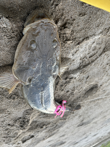 マゴチの釣果