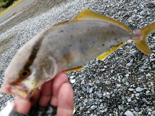 ショゴの釣果