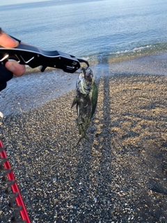 シイラの釣果