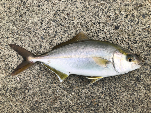 ショゴの釣果