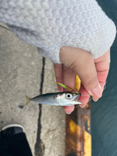 サバの釣果