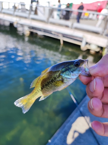 ラージマウスバスの釣果